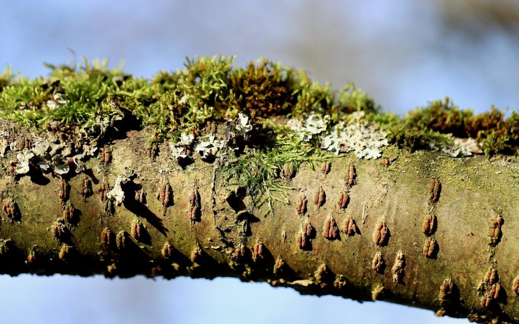 13 Things Living in Bark That Nobody Has Counted