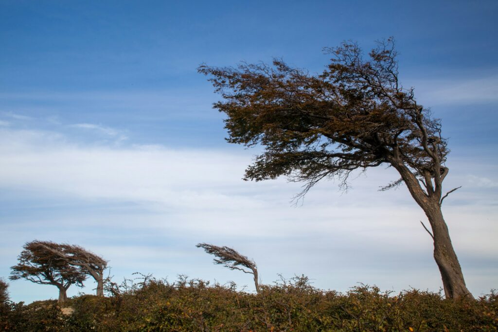 13 Ways Wind Records Itself on an Open Landscape