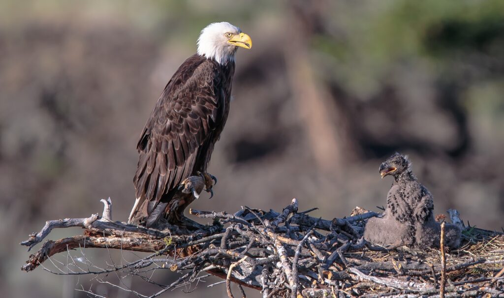 11 Things Eagles Do That Cameras Have Only Just Caught