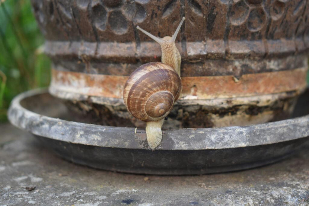 11 Things Living Under a Plant Pot That Never Leave