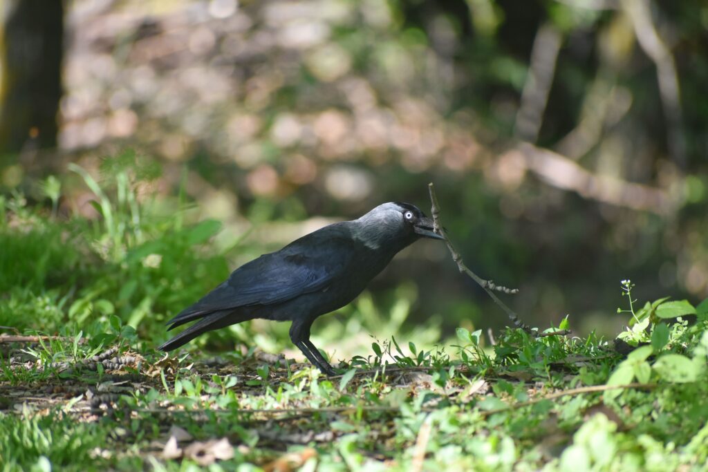11 Things Corvids Do With Tools That Were Thought Impossible