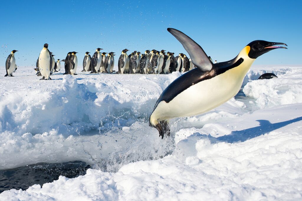 12 Things Penguins Do That Nothing Else on Earth Attempts