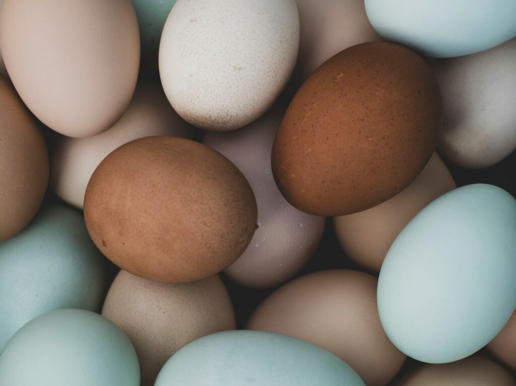 12 Things About Bird Eggs That Rewrote an Old Assumption