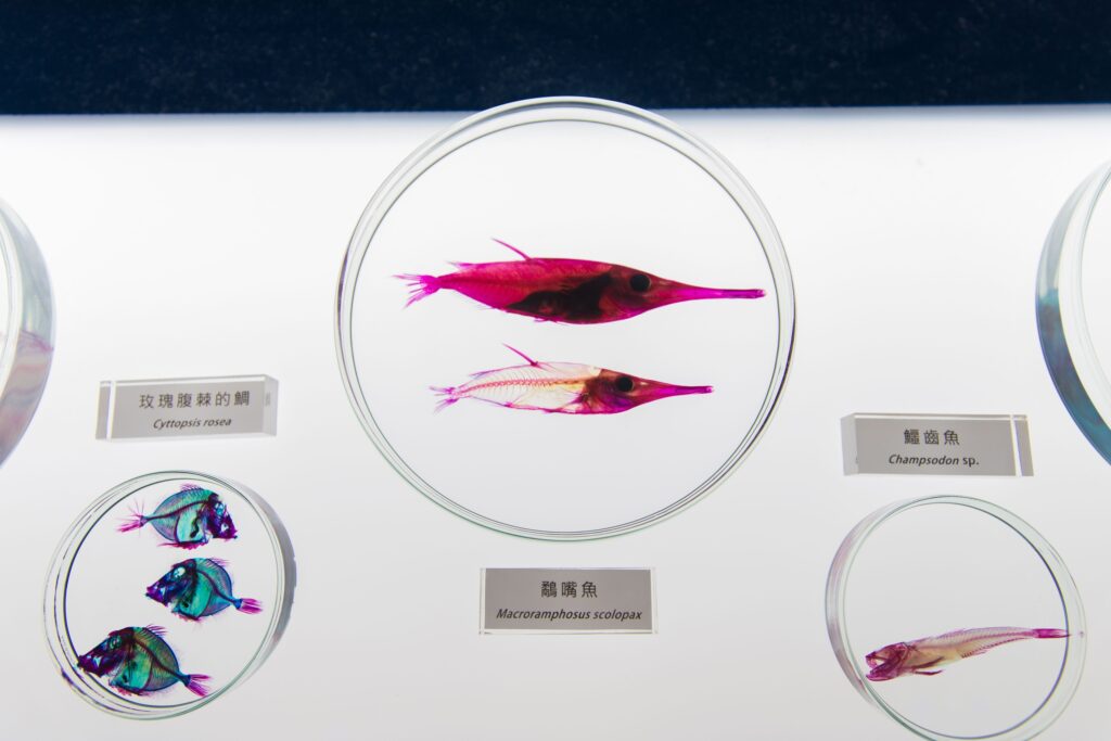 What One Misfiled Specimen Did to Forty Years of Research