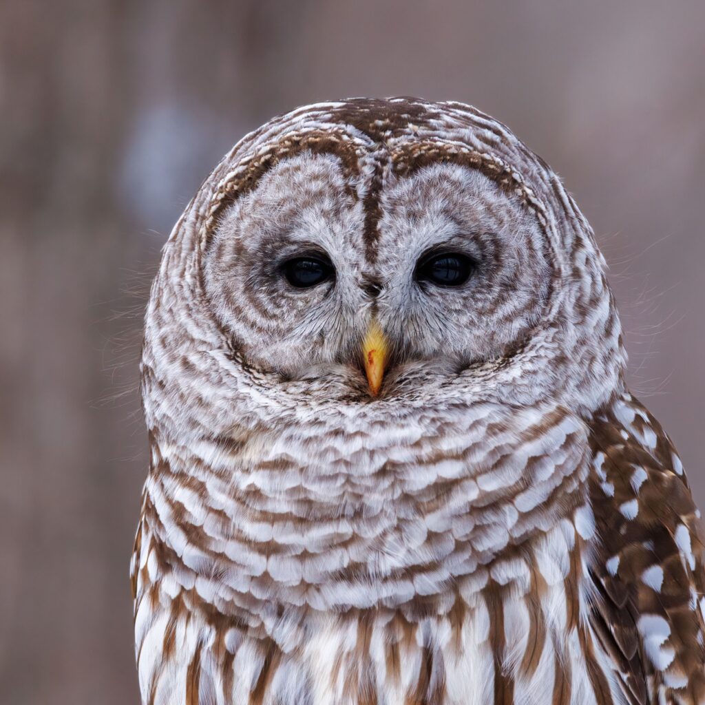 13 Things Researchers Learned From Owls Nesting in Cities