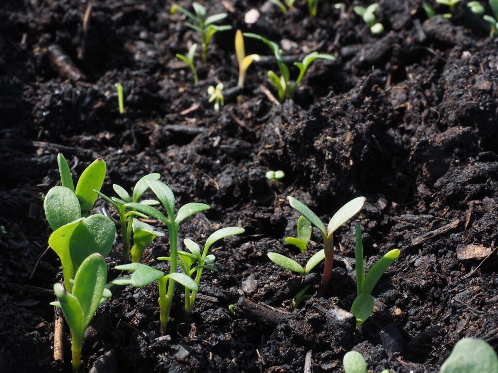 12 Things Soil Holds That Explain Why One Bed Outgrows Another
