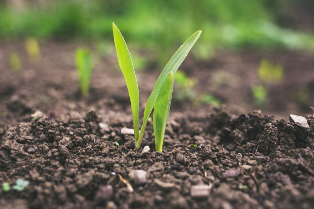 12 Things a Single Square Foot of Earth Supports