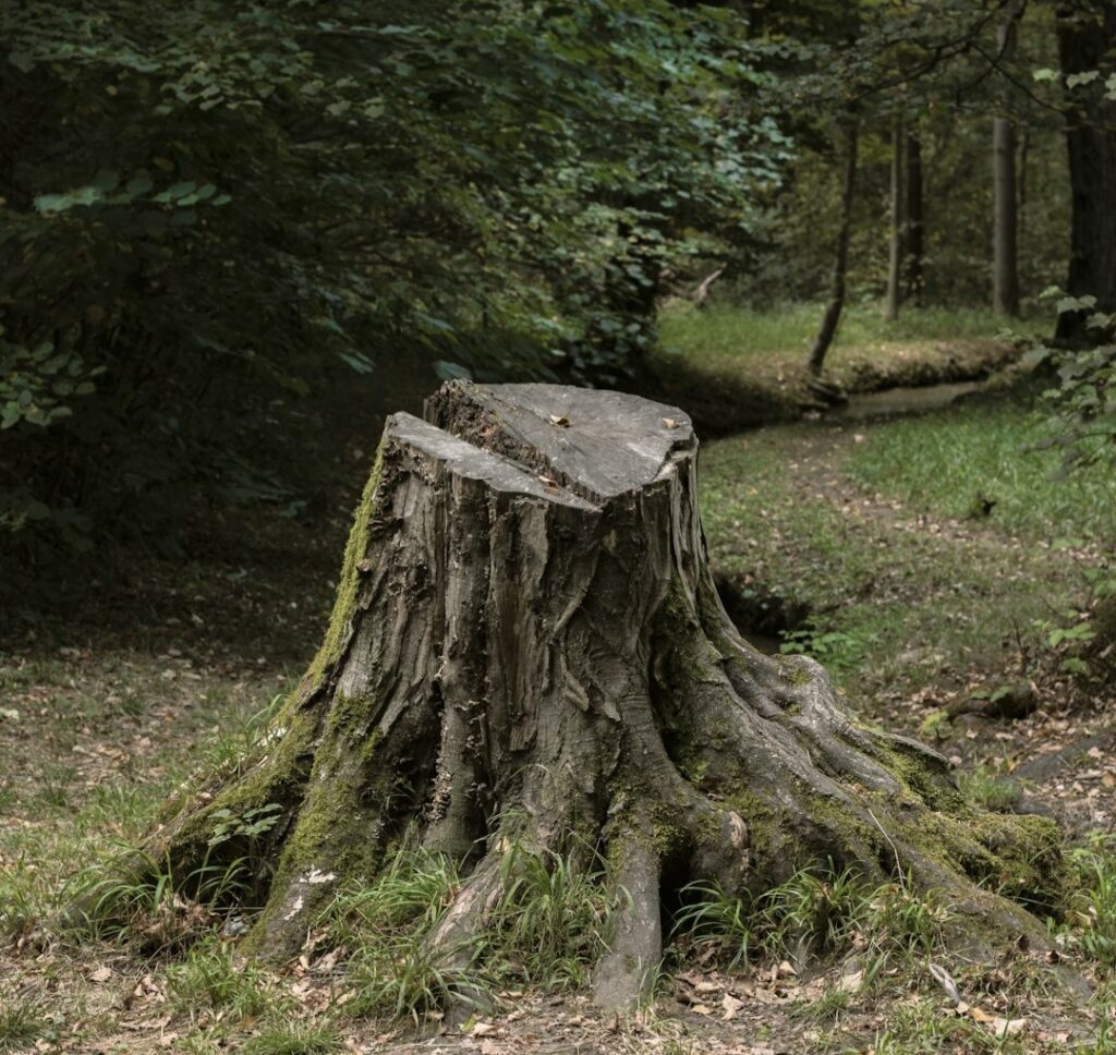 12 Things a Tree Stump Shows About the Century It Grew Through