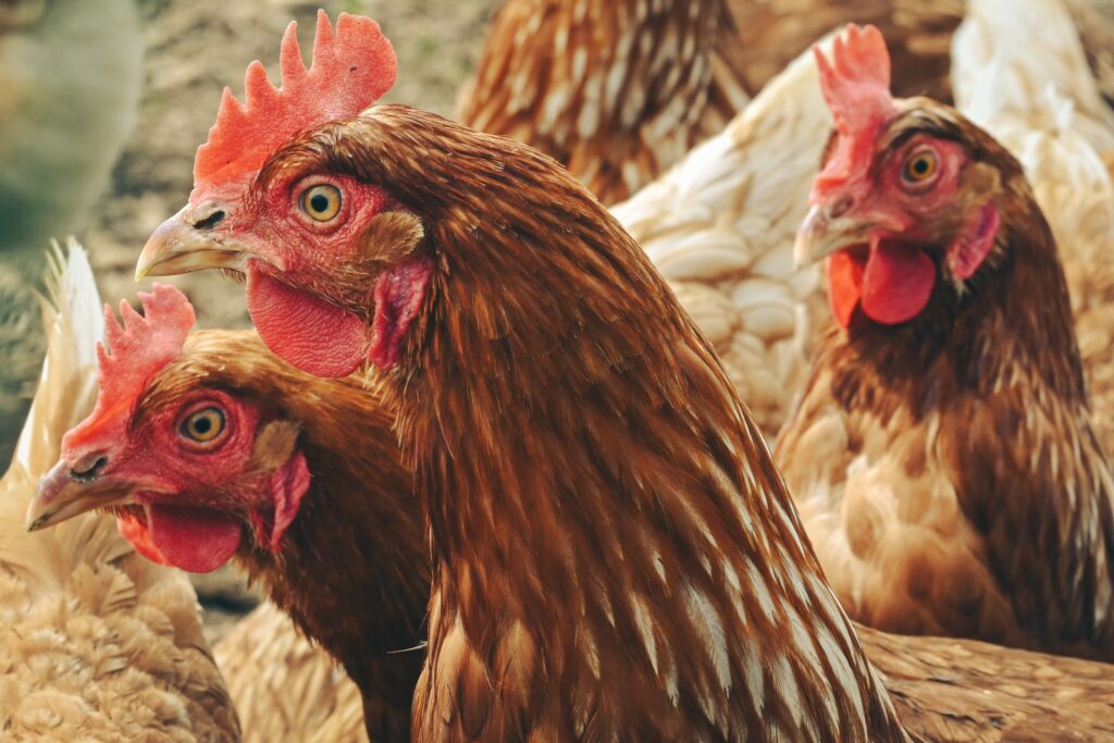 14 Things a Chicken Does That Trace Back Further Than Anyone Expects