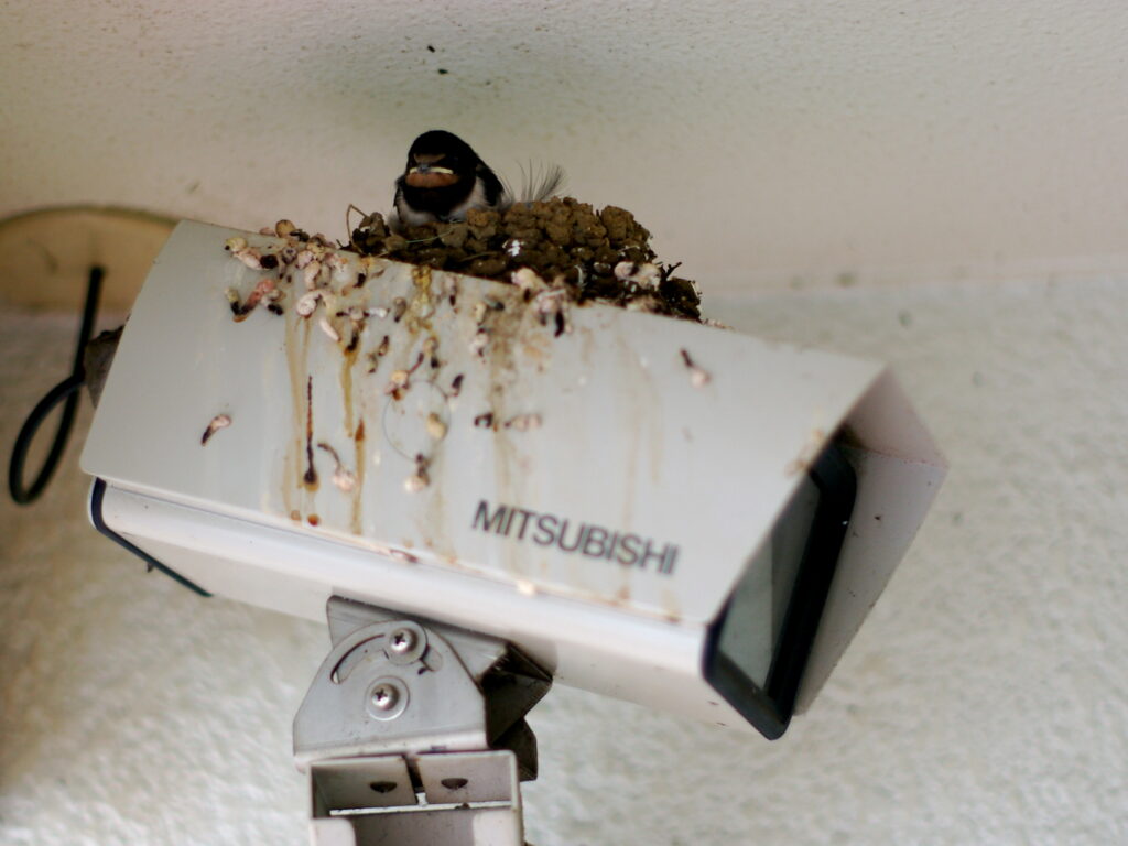 14 Bird Nests Found in Places That Made No Sense