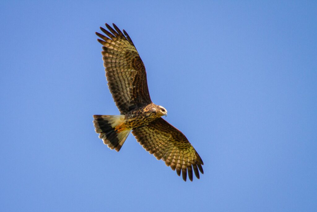 11 Things a Hawk Notices From Height That People Cannot