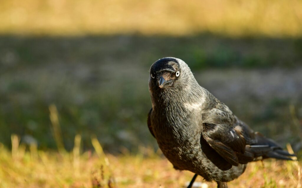 12 Experiments Crows Passed That Nobody Thought They Would
