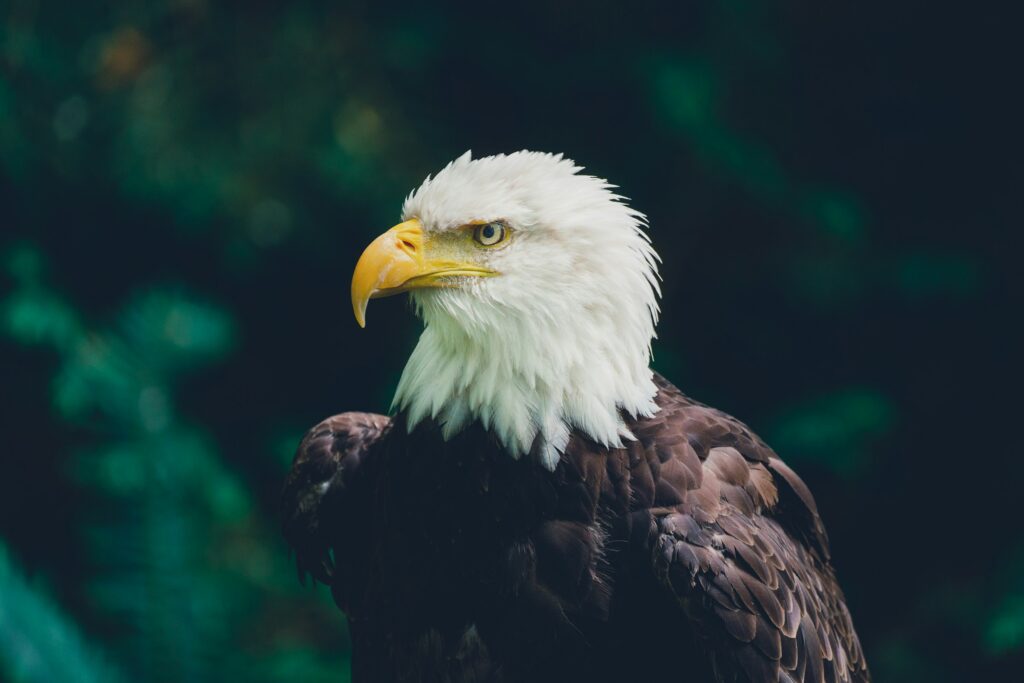 13 Things an Eagle's Eye Does That No Camera Matches