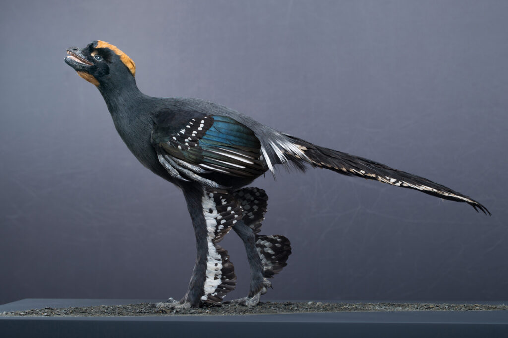 13 Bird Behaviours That Predate Flight Entirely