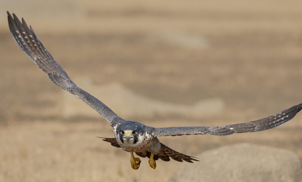 12 Things a Falcon Does at Speed That Should Injure It
