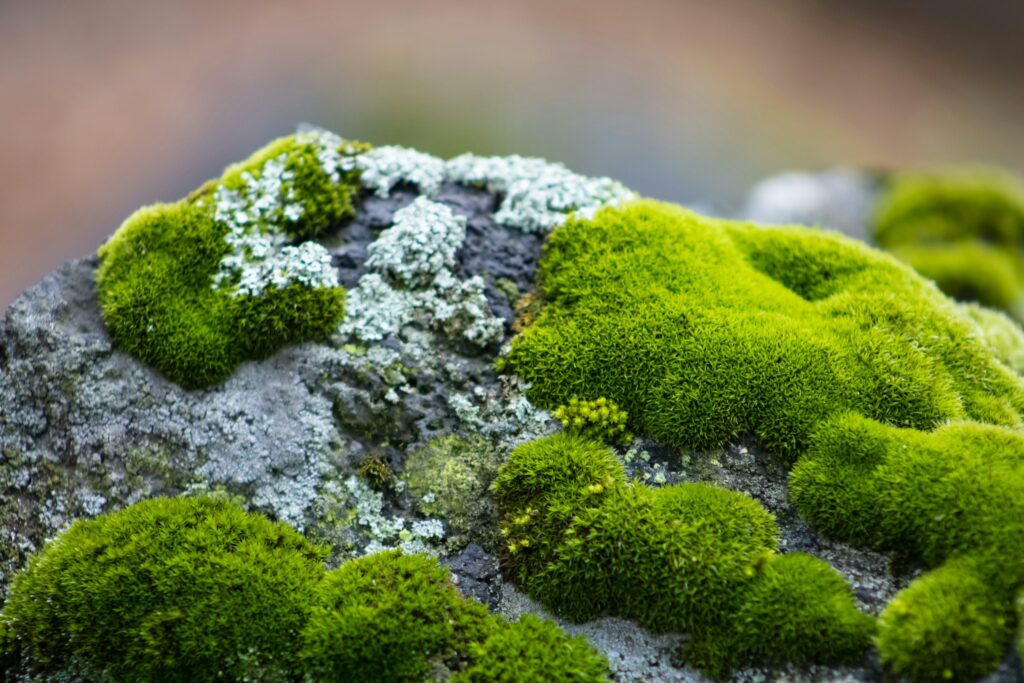 11 Things Growing in Ordinary Yards That Are Older Than the House