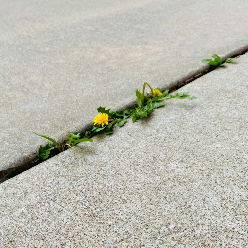 12 Things Growing in Pavement Cracks That Should Not Survive There