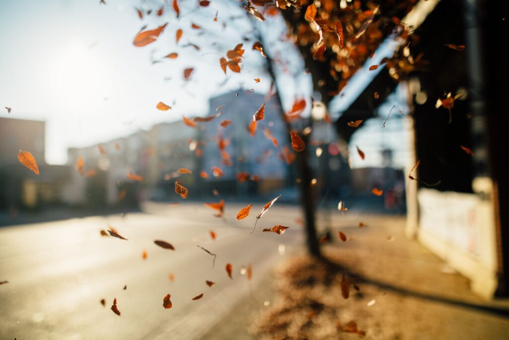 12 Things an Autumn Storm Leaves Behind That Explain the Wind