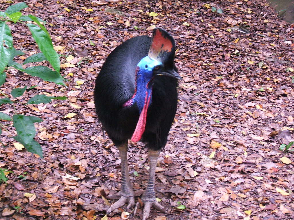 11 Things Flightless Birds Kept That Flying Ones Lost