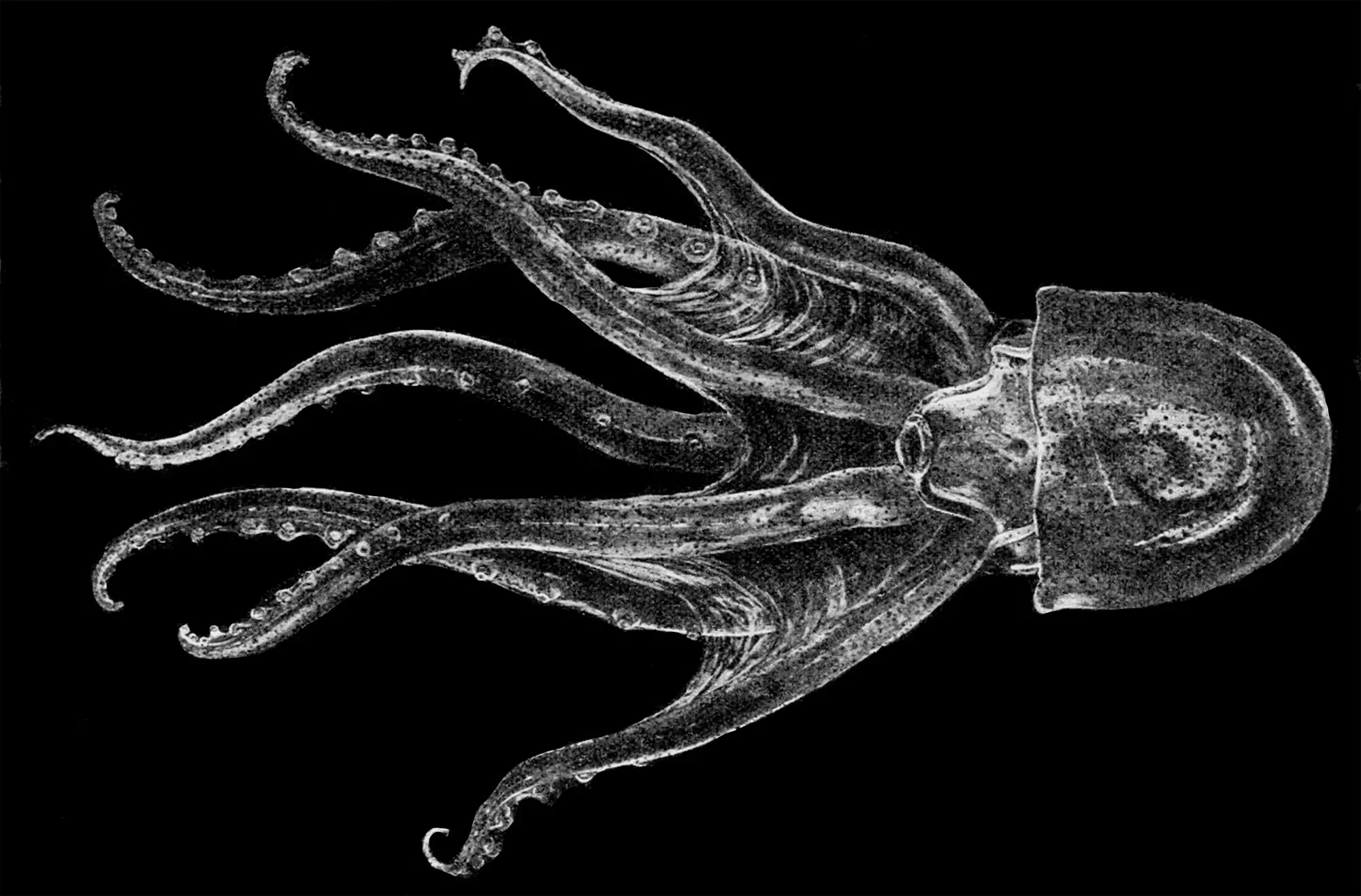 Aquarius – The Alien-Looking Glass Octopus