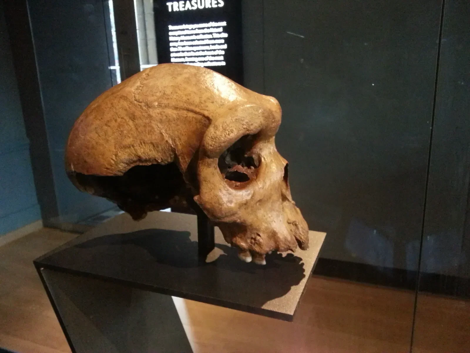#8 - The Skull That Keeps Changing Species
