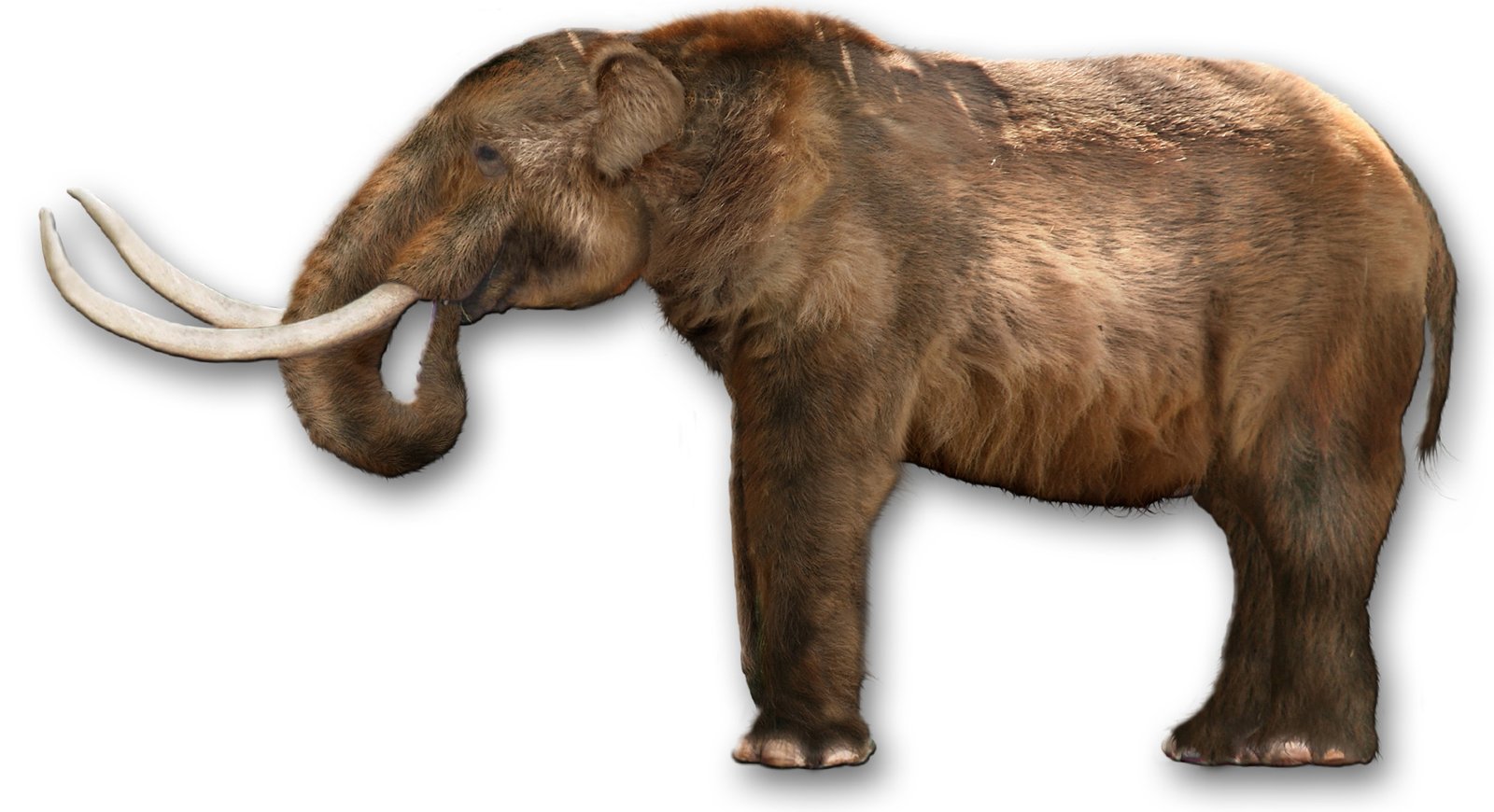 #14 - Individual Mastodons Changed Their Diets Mid-Life - and Scientists Can Prove It