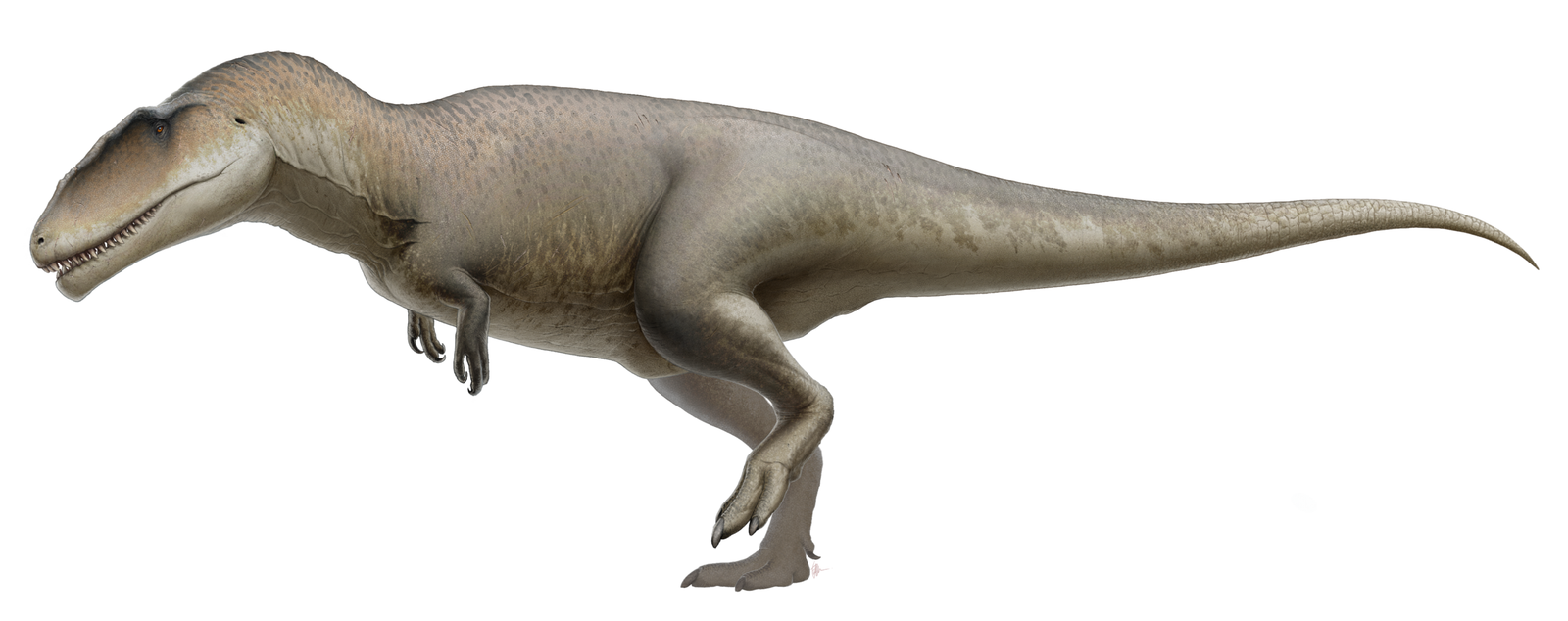 Carcharodontosaurus: The “Shark‑Toothed” Meat Shredder 
