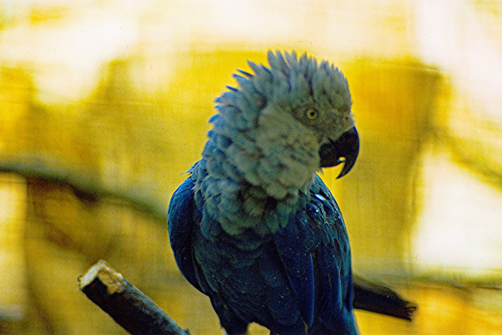 #11 - Spix's Macaw Went Extinct in the Wild the Same Year Its Movie Franchise Was Conceived