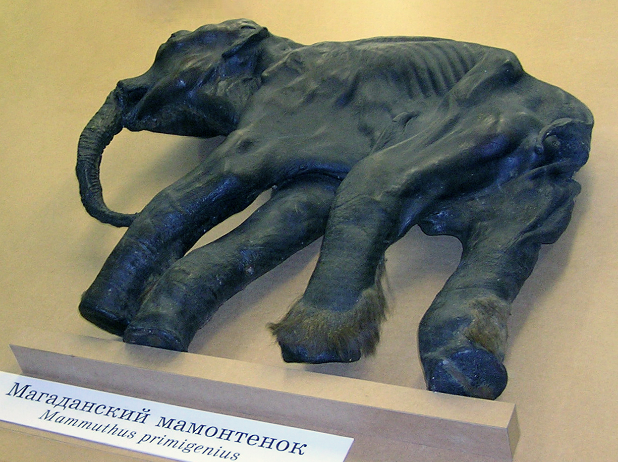 #13 - A Preserved Mammoth Brain - The Only One Ever Found