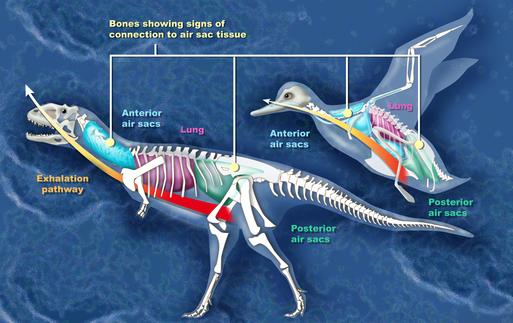 #5 - Air Sacs in Bones Hint Dinosaurs Breathed More Like Birds Than Reptiles