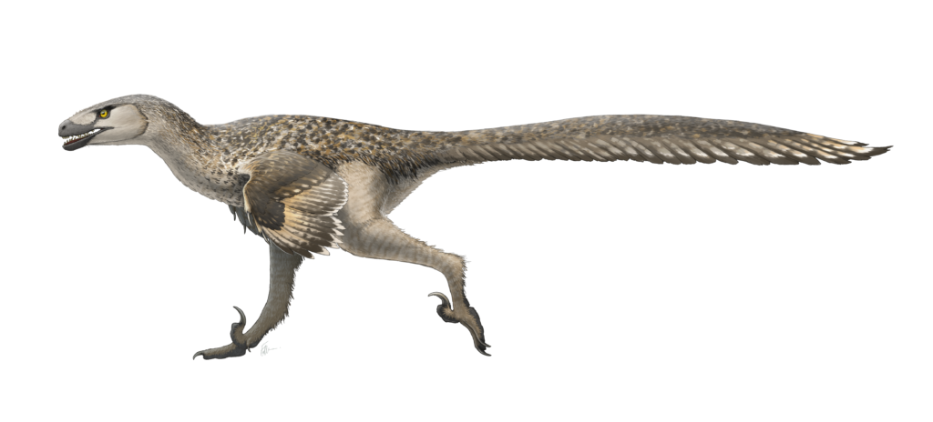 5 Facts About Dromaeosauriformipes, The Usain Bolt of Dinosaurs