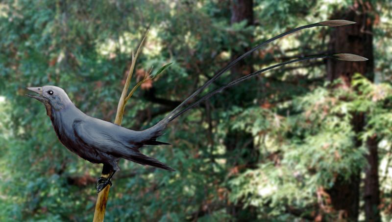 #2 - Confuciusornis Wore Four Colors on One Feather 