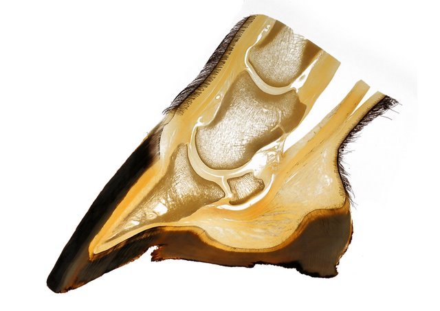 The Disappearing Side Toes: From Functional Digits to Hidden Splints 