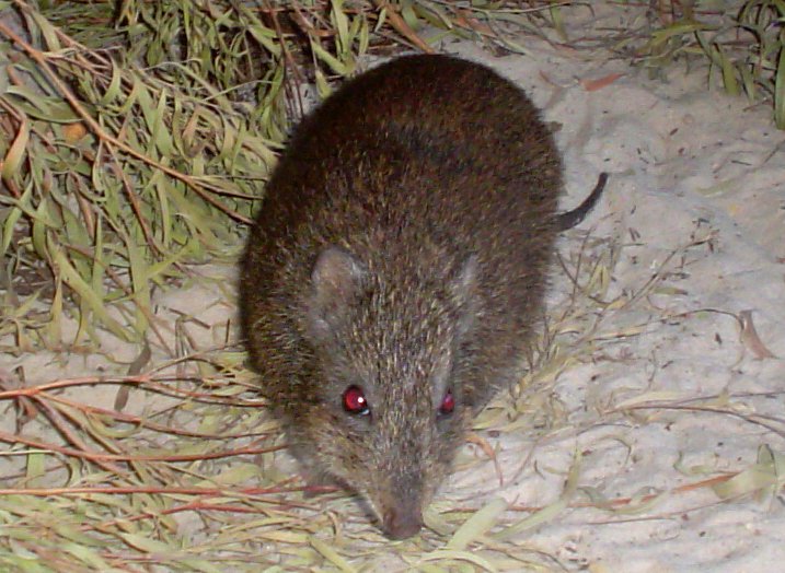 #5 - Gilbert's Potoroo, Australia's Rarest Mammal Comeback