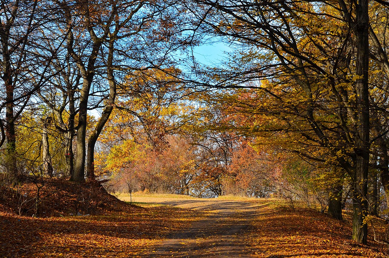 #4 - Romania's Hoia-Baciu Forest and Its Empty Circle 