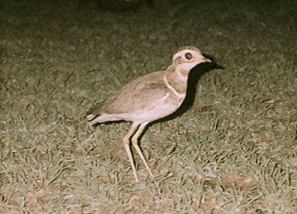 #11 - Jerdon's Courser and the Search That Refused to Quit