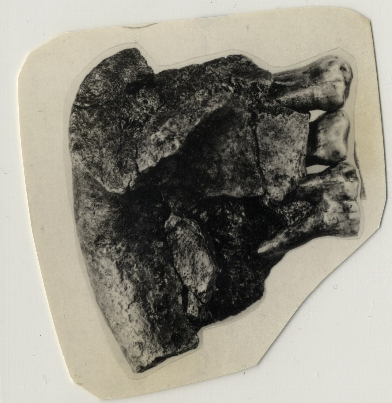 #21 - Meganthropus: The "Giant" That Shrank on Paper