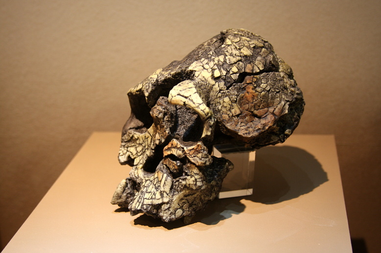 #14 - Kenyanthropus Platyops: New Genus, Uncertain Future