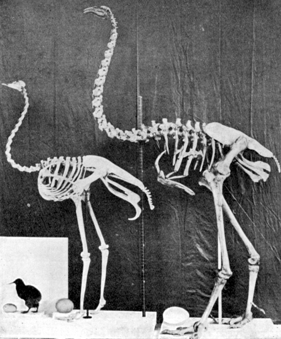 #4 - The Giant Flightless Birds That Turned Out to Be Married Couples 