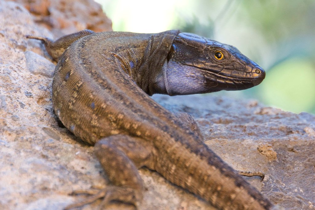 #12 - The La Palma Giant Lizard: Fifty Years of Silence, Then a Photograph 