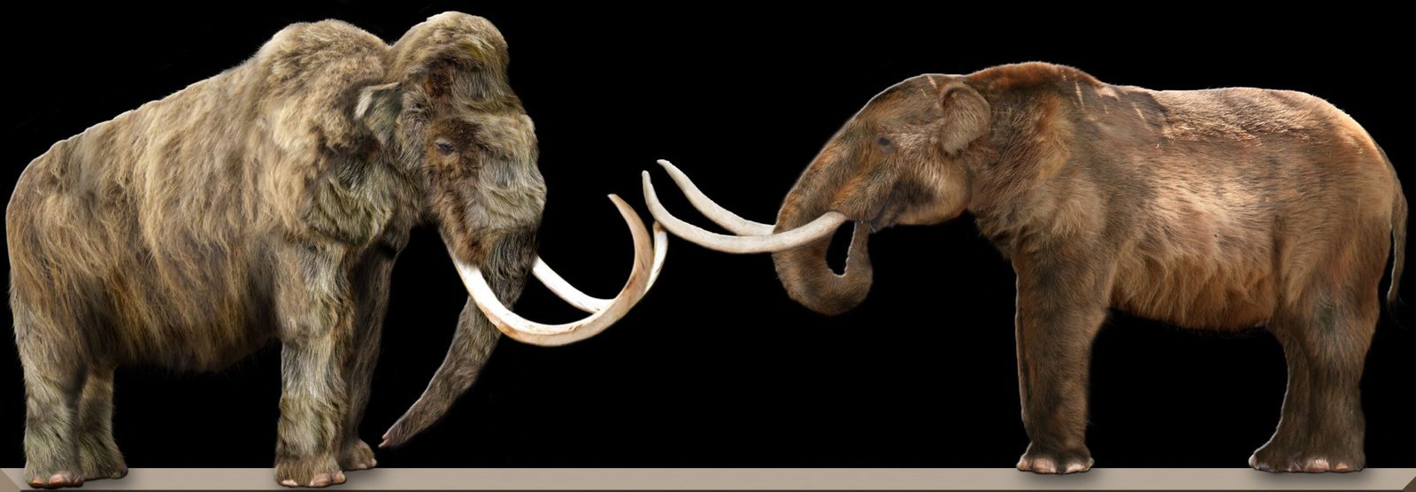#10 - Mastodons and Mammoths Weren't Interchangeable "Same Animal"