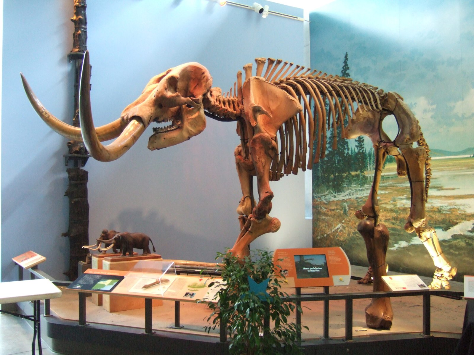 #12 - Extinct Mastodons Still Shape Ecosystems Today