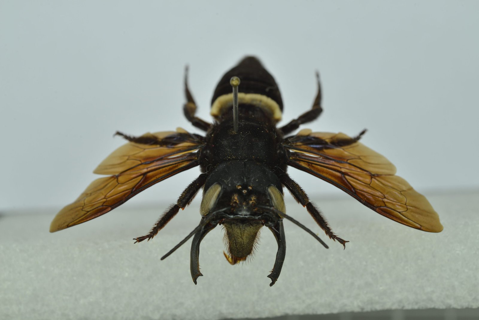 #17 - Wallace's Giant Bee Emerges From 38 Years of Silence