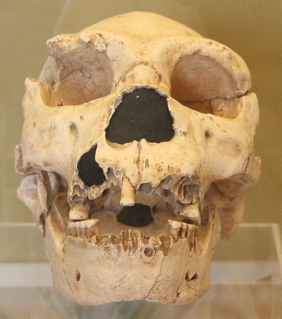 #9 - Hyoid Bones That Suggest They Could Talk