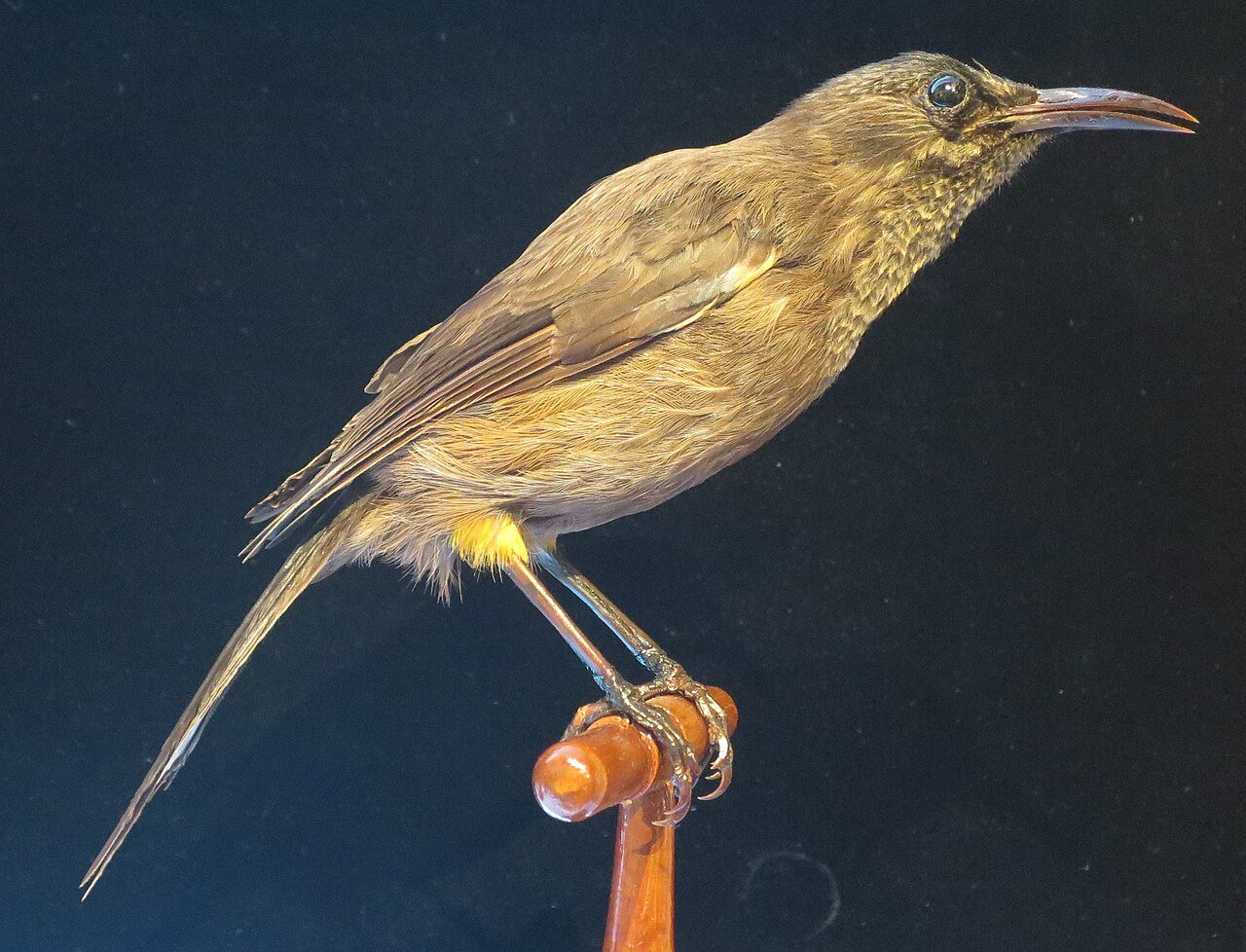 #7 - The Kauai 'O'o's Extinction Ended With a Recorded Duet