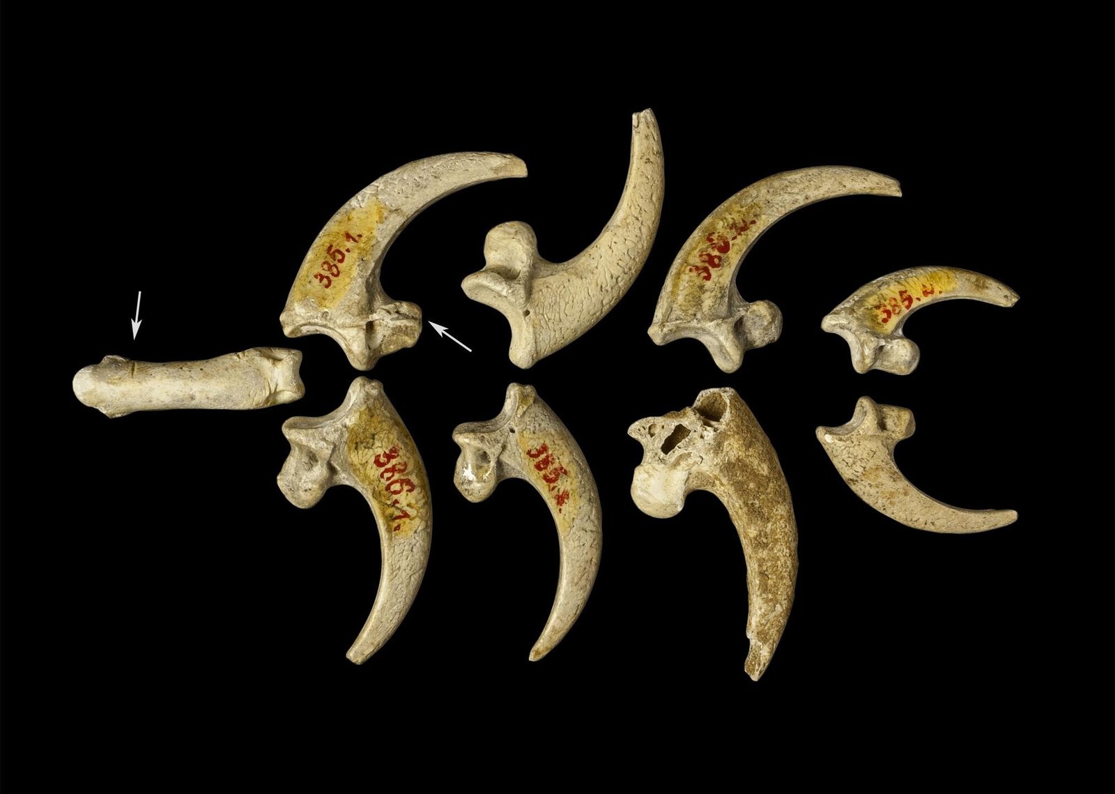 #4 - Eagle Talon Necklaces Worn 130,000 Years Ago