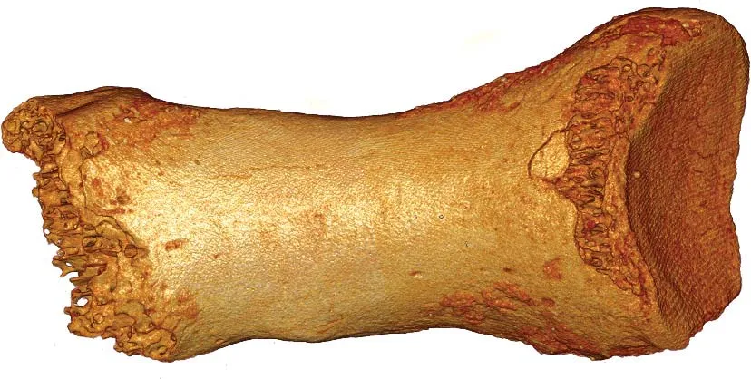 #7 - A Neanderthal Toe Bone Proved the Cave Was Shared, Not Sequential