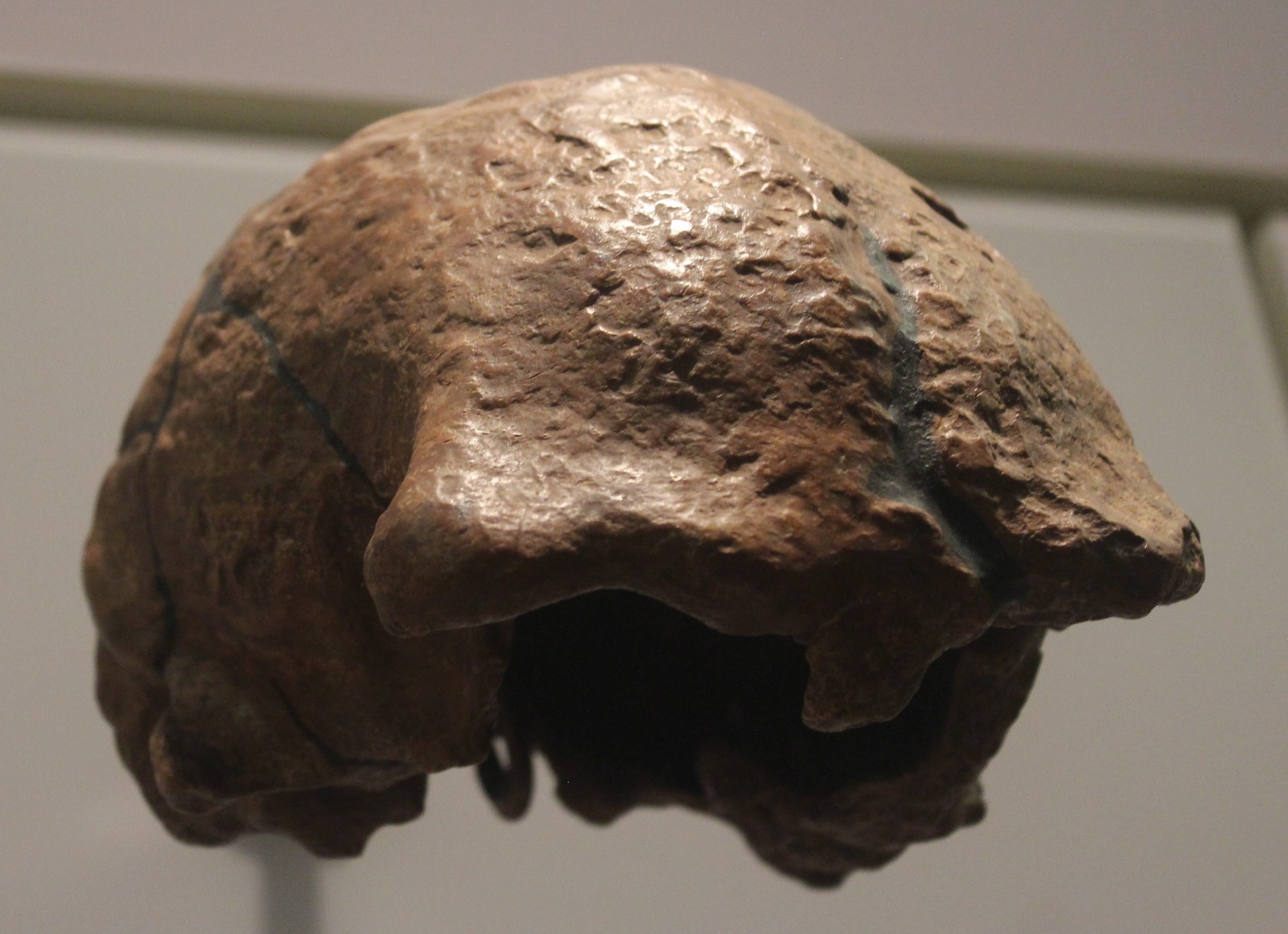 #20 - Solo Man's Long Road Back to Homo Erectus
