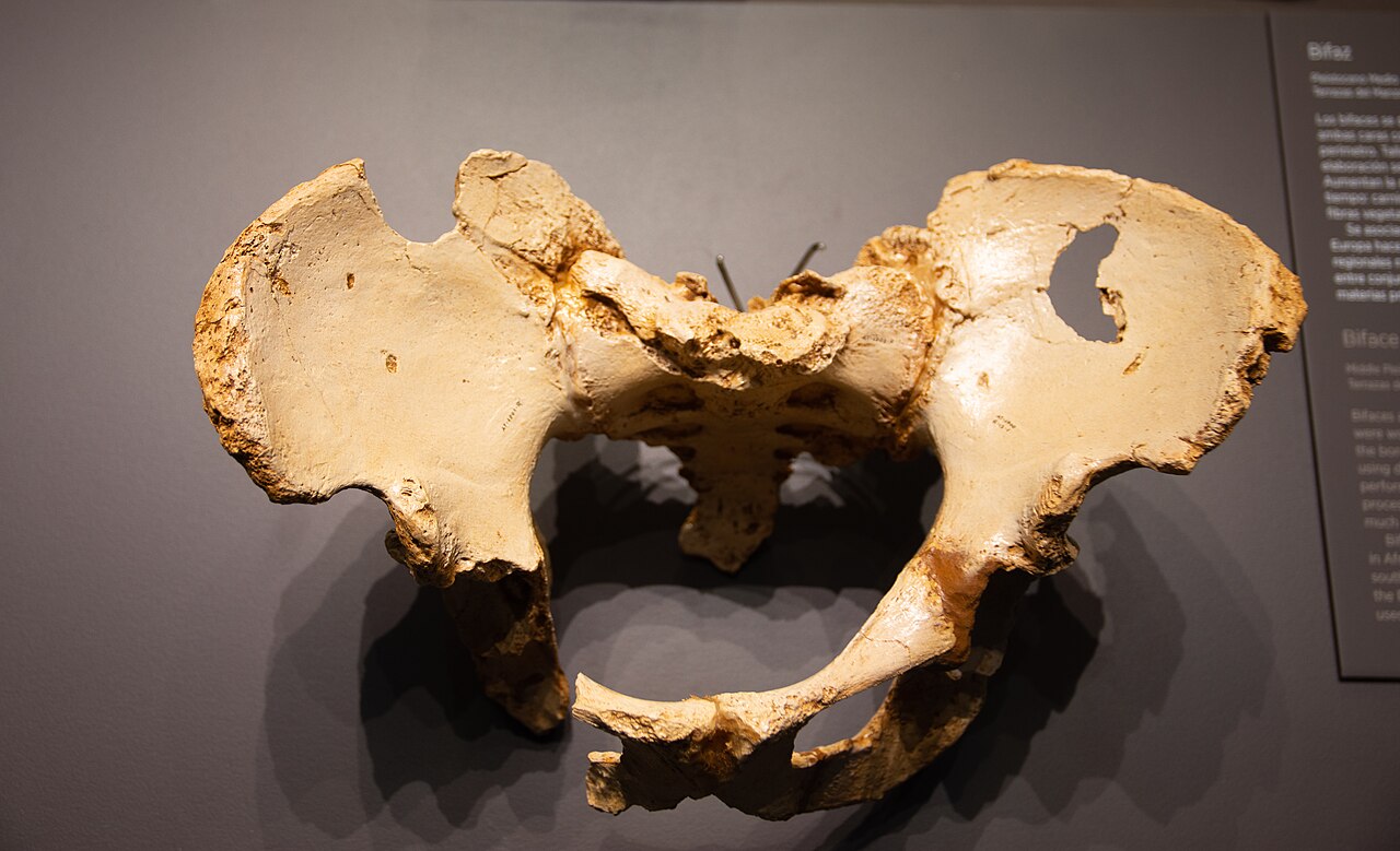 #4 - "Elvis," The Pelvis That Rewrote 3 Million Years of History