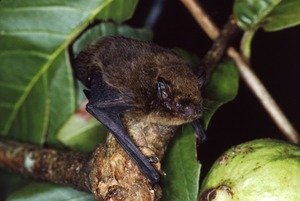 #6 - The Christmas Island Pipistrelle's Death Was Basically Livestreamed 